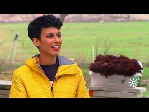 Gu&iacute;a de Tiendas de Productos Veganos en Jimena de la Frontera
